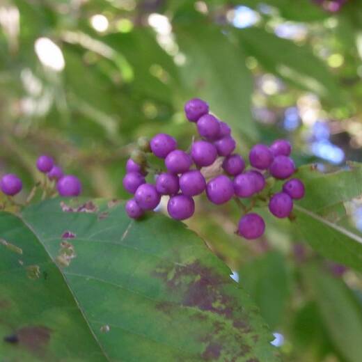 ムラサキシキブ