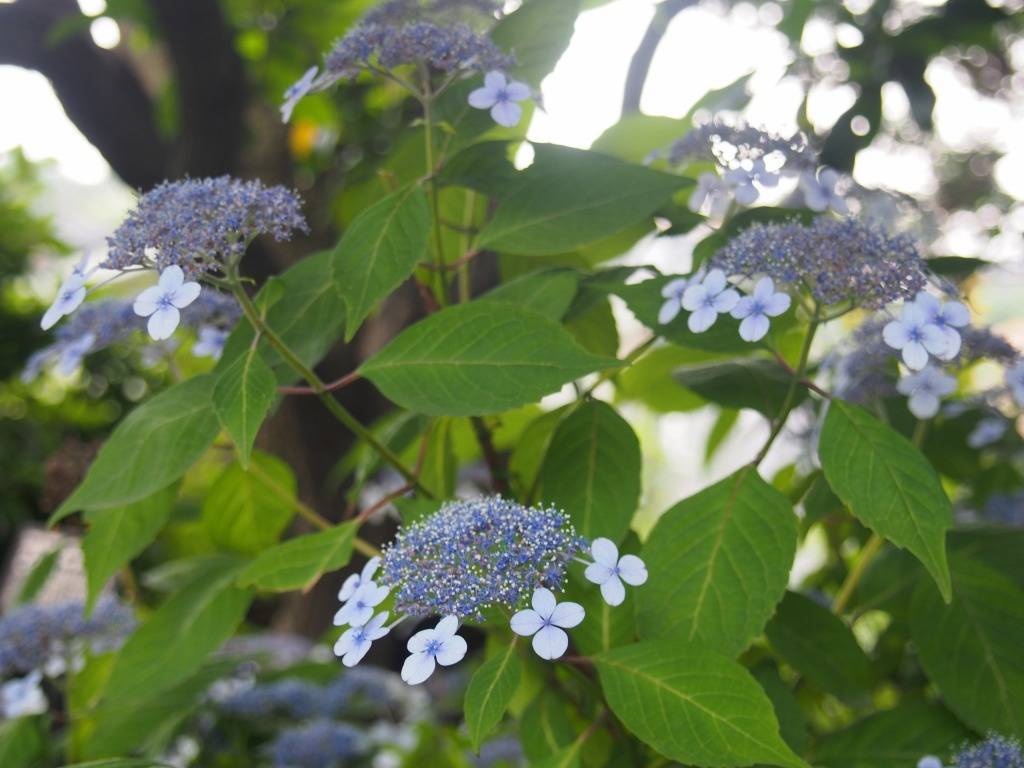 アマチャ 花木園 植物紹介 こども植物園公式サイト 公益財団法人 横浜市緑の協会 アマチャ 花木園 植物紹介 こども植物園公式サイト 公益財団法人 横浜市緑の協会