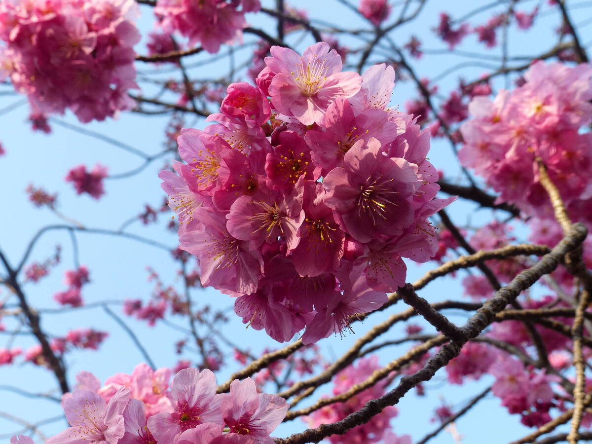 ヨコハマヒザクラ(横浜緋桜)|花木園|植物紹介 こども植物園公式