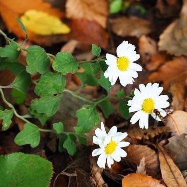 リュウノウギク