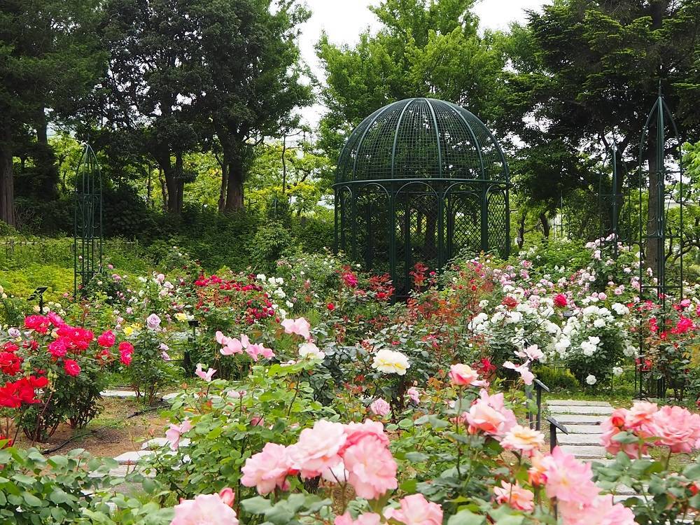 バラ バラ園 植物紹介 こども植物園公式サイト 公益財団法人 横浜市緑の協会 バラ バラ園 植物紹介 こども植物園公式サイト 公益財団法人 横浜市緑の協会
