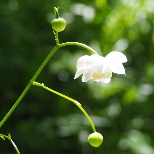 レンゲショウマ