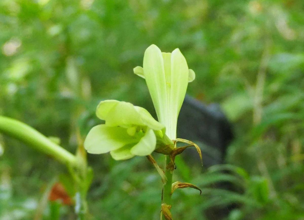 ウバユリ|自然観察林|植物紹介 こども植物園公式サイト｜公益財団法人