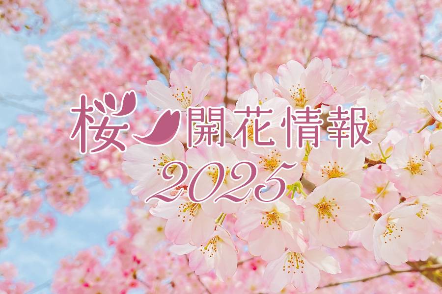 桜 開花情報2025の写真