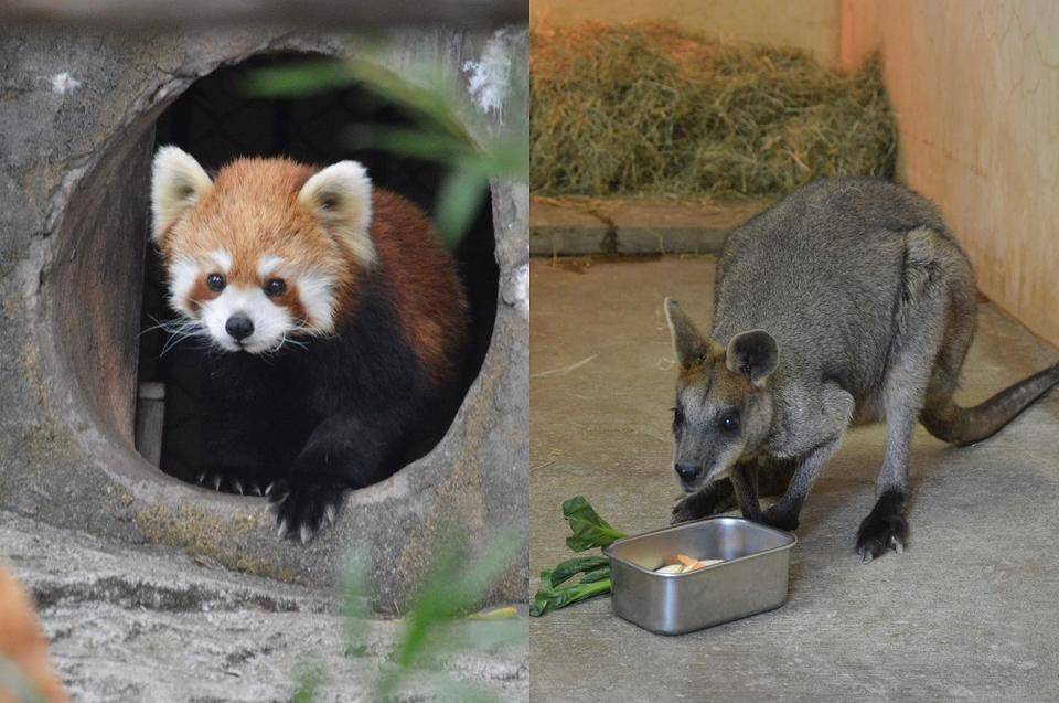 動物の放飼(展示場に出す)・収容(寝室に戻す).jpg