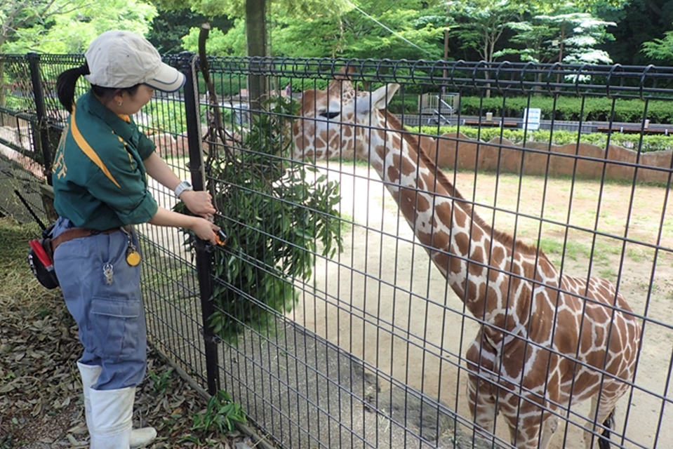飼育動物への飼料の準備・給餌.png
