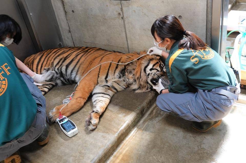 麻酔下での大型動物の治療.jpg