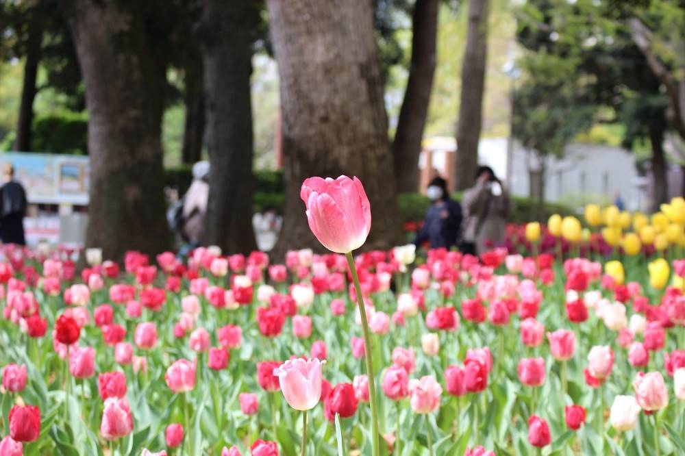 チューリップの球根植え付け隊 募集は終了しました イベント 講座 教室情報 緑化推進公式サイト 公益財団法人 横浜市緑の協会 チューリップの球根植え付け隊 募集は終了しました イベント 講座 教室情報 緑化推進公式サイト 公益財団法人 横浜市緑の協会