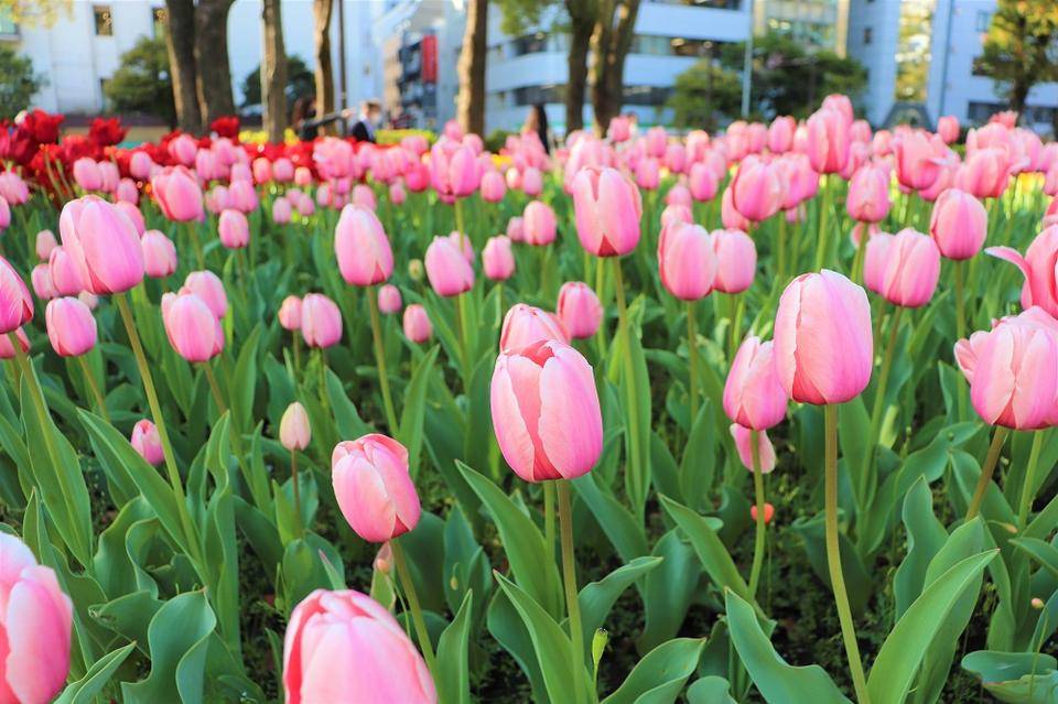 チューリップ人気投票 結果発表 第44回 よこはま花と緑のスプリングフェア 22 お知らせ 緑化推進公式サイト 公益財団法人 横浜市緑の協会