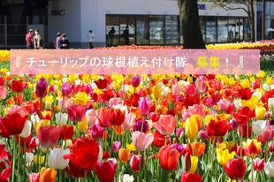 チューリップ球根植え付け隊募集！「よこはま花と緑のスプリングフェア 2026」
