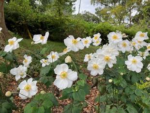 野島公園GREEN×EXPO 2027応援花壇づくりボランティアを募集します！