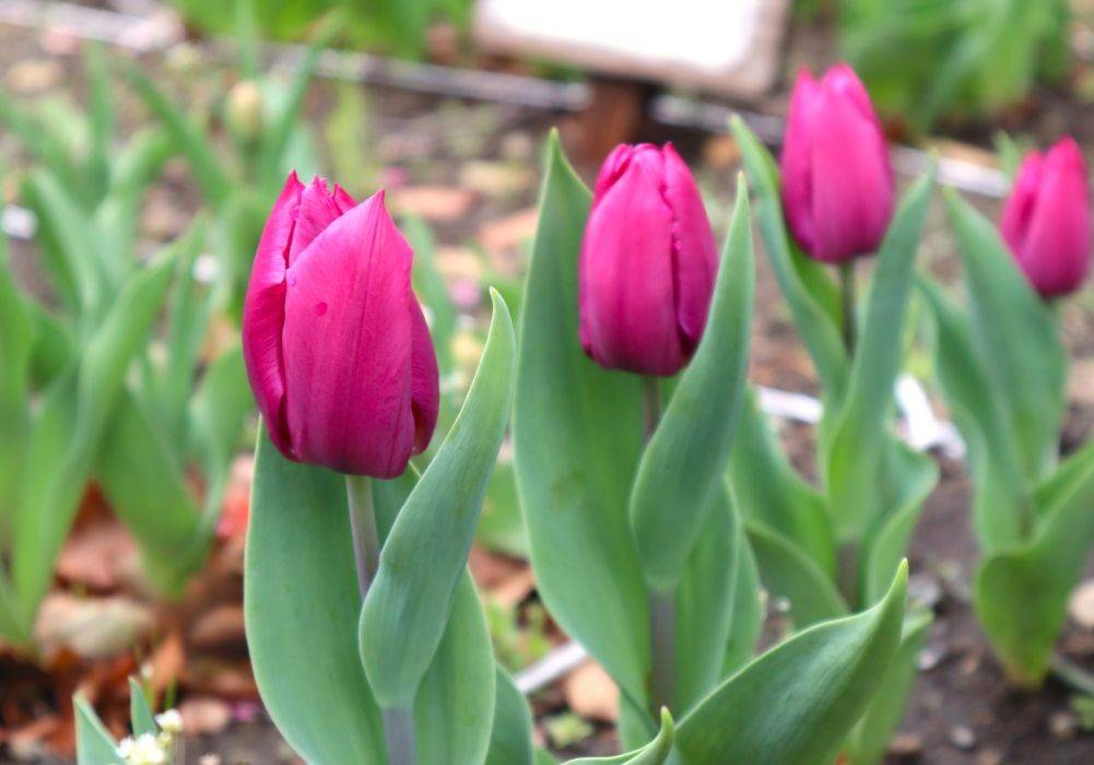 パープルプリンス (2).jpg