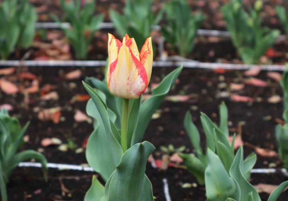 ビューティードリーム (2).jpg