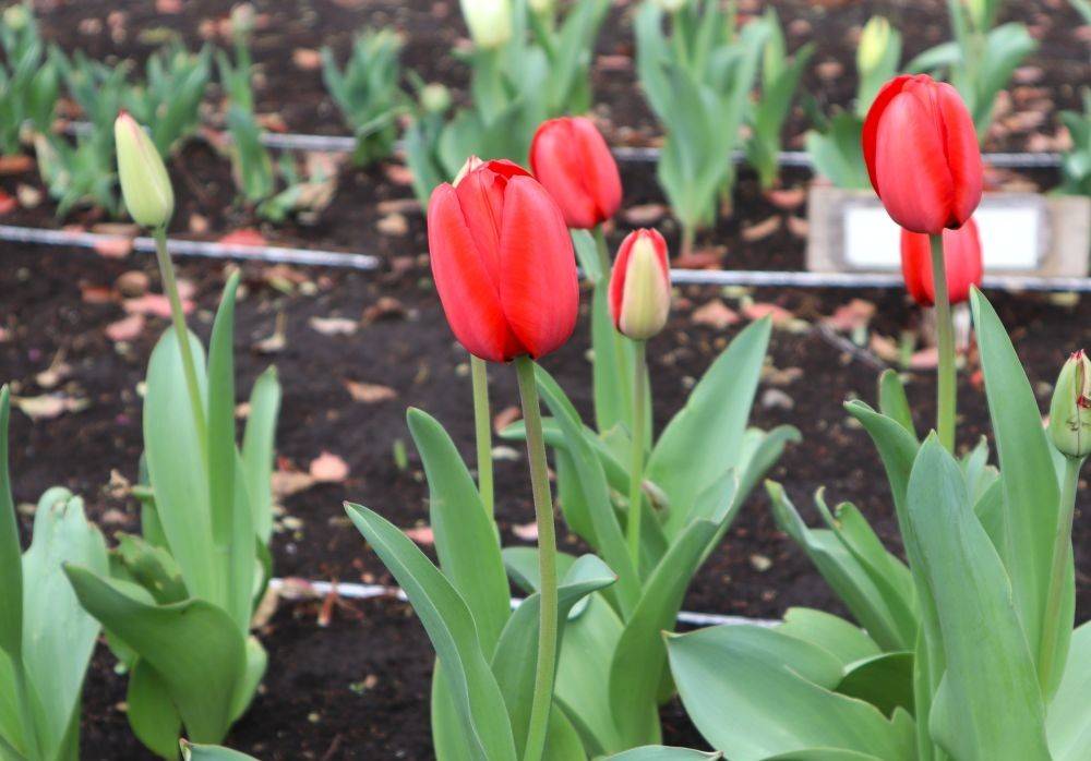 レッドインプレッション (2).jpg