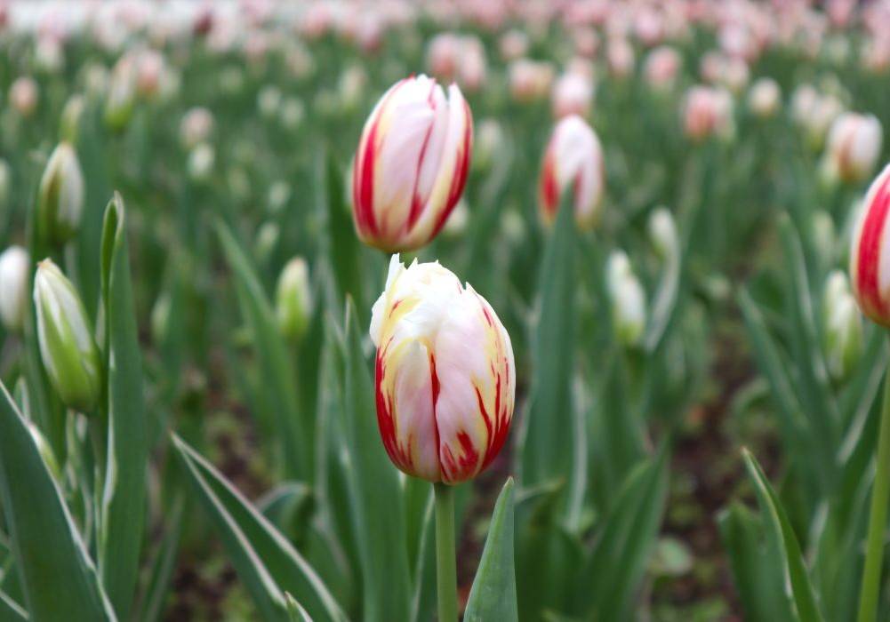 ハッピージェネレーション (2).jpg