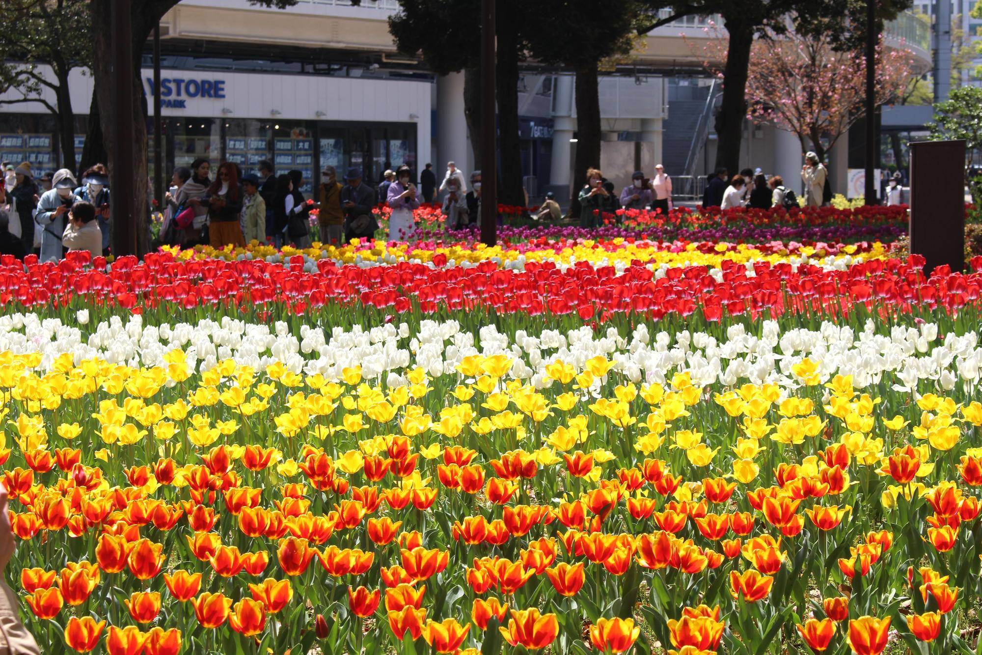 横浜公園チューリップ (1).jpg