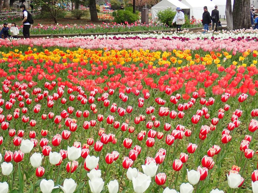 横浜公園のチューリップ3.jpg