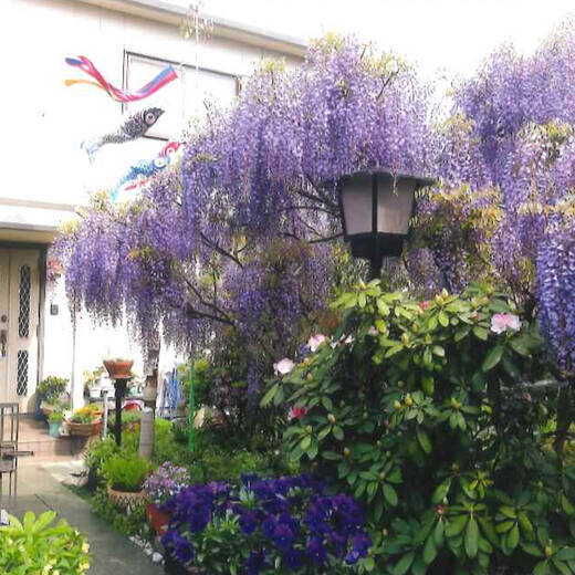 藤と花の栗原ガーデン