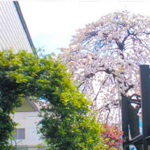 しだれ桜のあるお庭