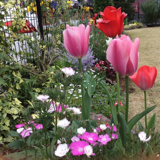 明るい芝生の庭と可愛い花壇