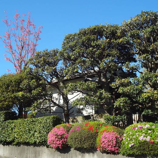 野庭のチャンチン若葉