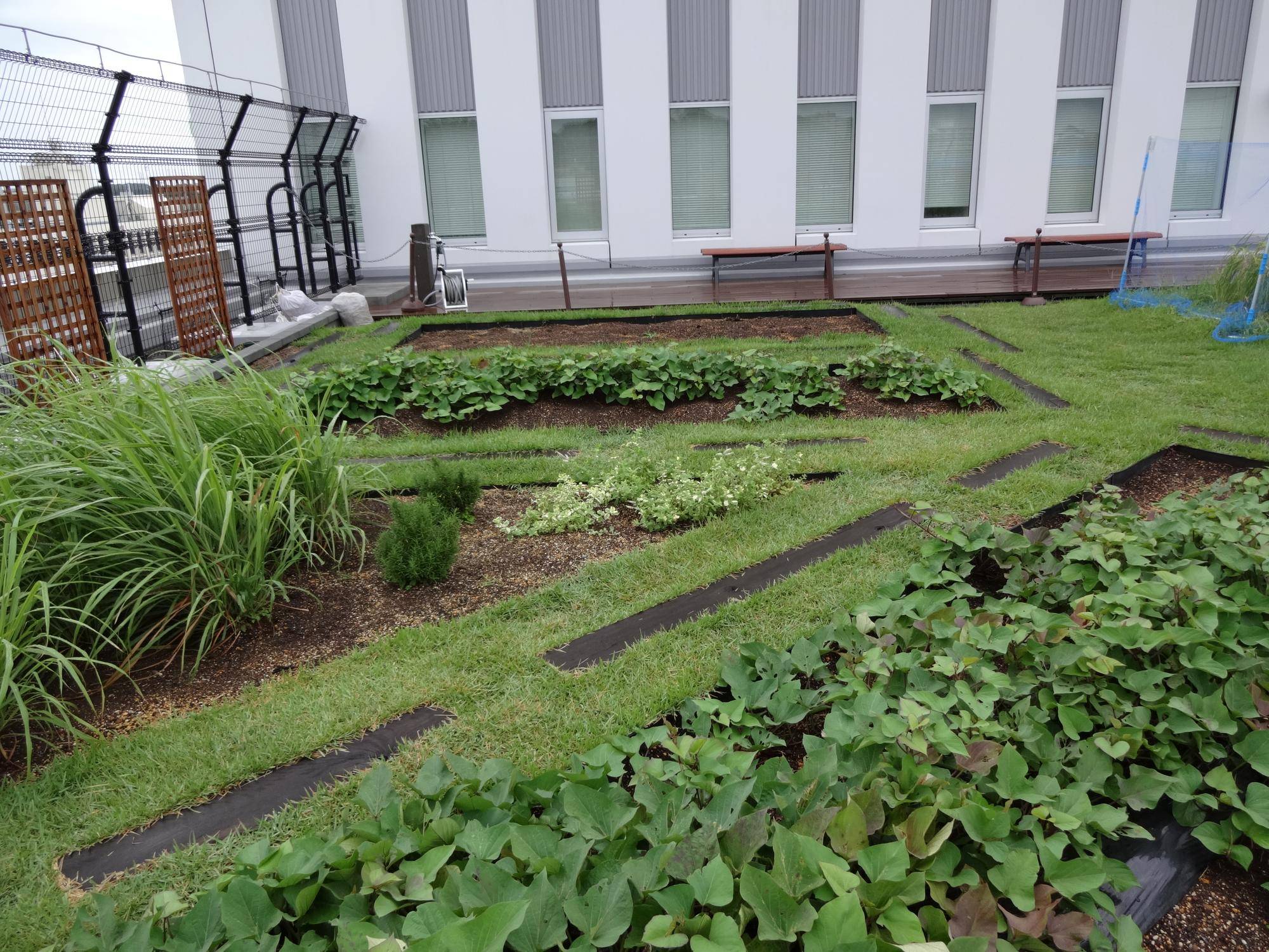 4屋上緑化.jpg