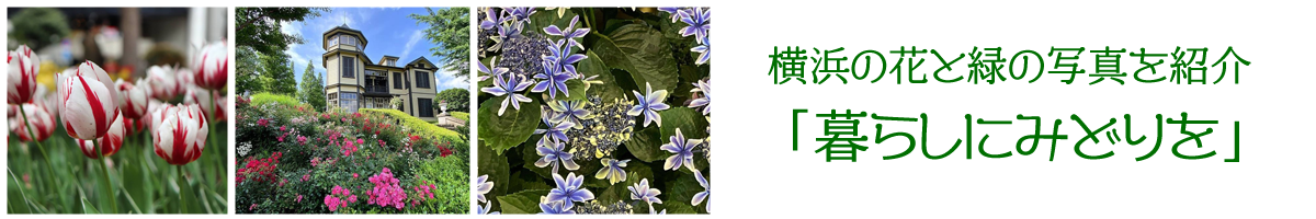 暮らしにみどりを