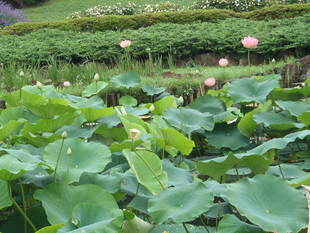 「ハスが咲いています」