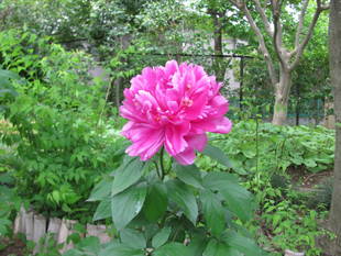 芍薬が咲いてます