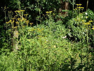 「山野草エリアの花✿」