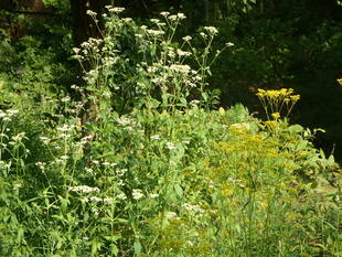 「山野草エリア」