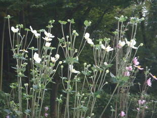 「シュウメイギク」が咲いてきました❀