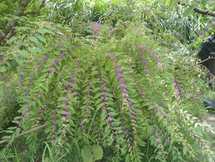 「山野草エリア」（続）