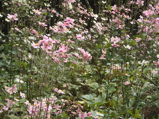 「山野草エリア」