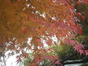 「紅葉しています」
