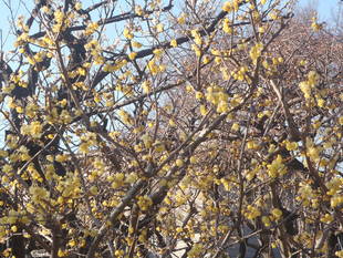 「見ごろ。。。」