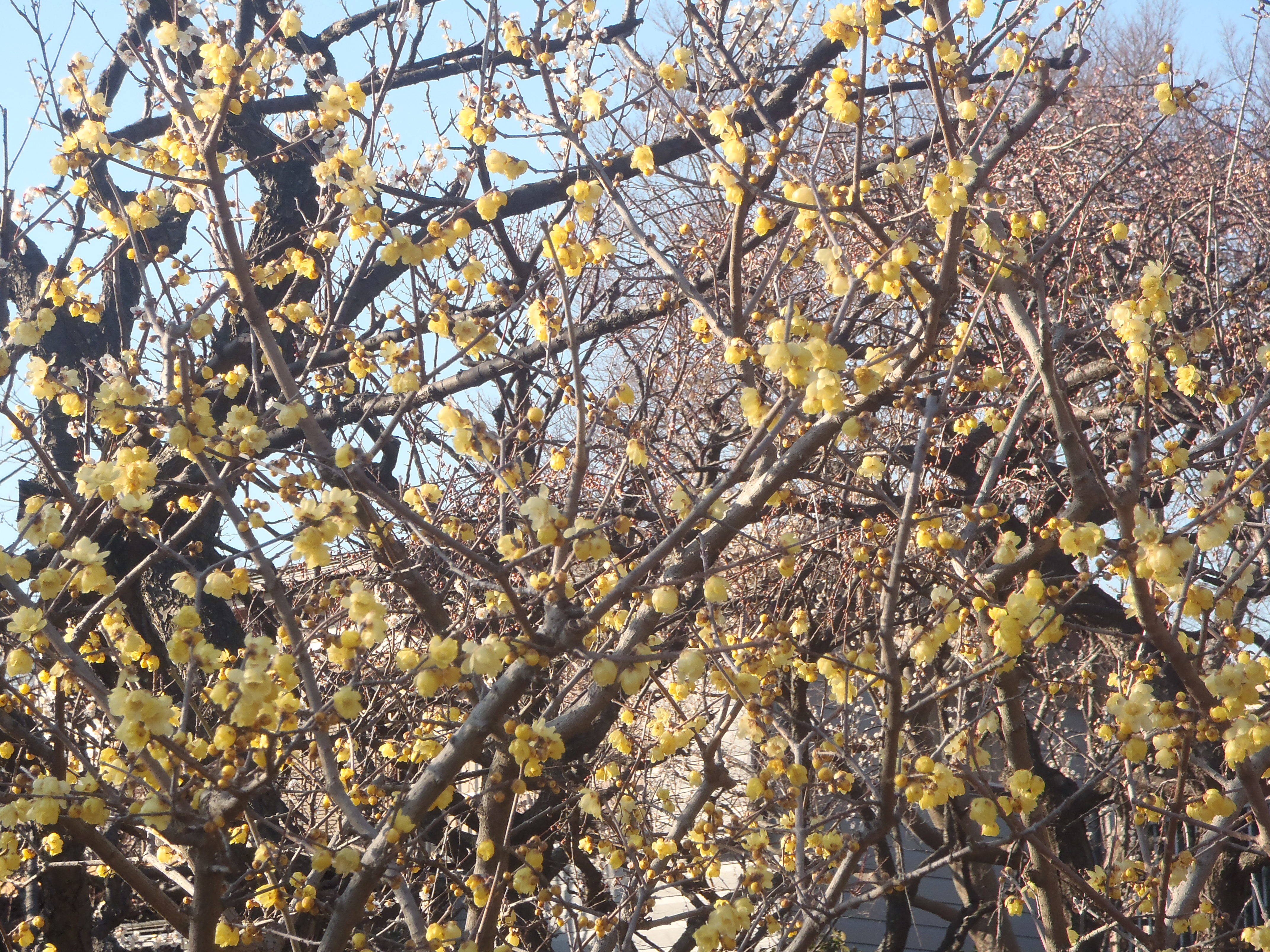 「見ごろ。。。」の写真