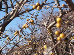 「ソシンロウバイ」