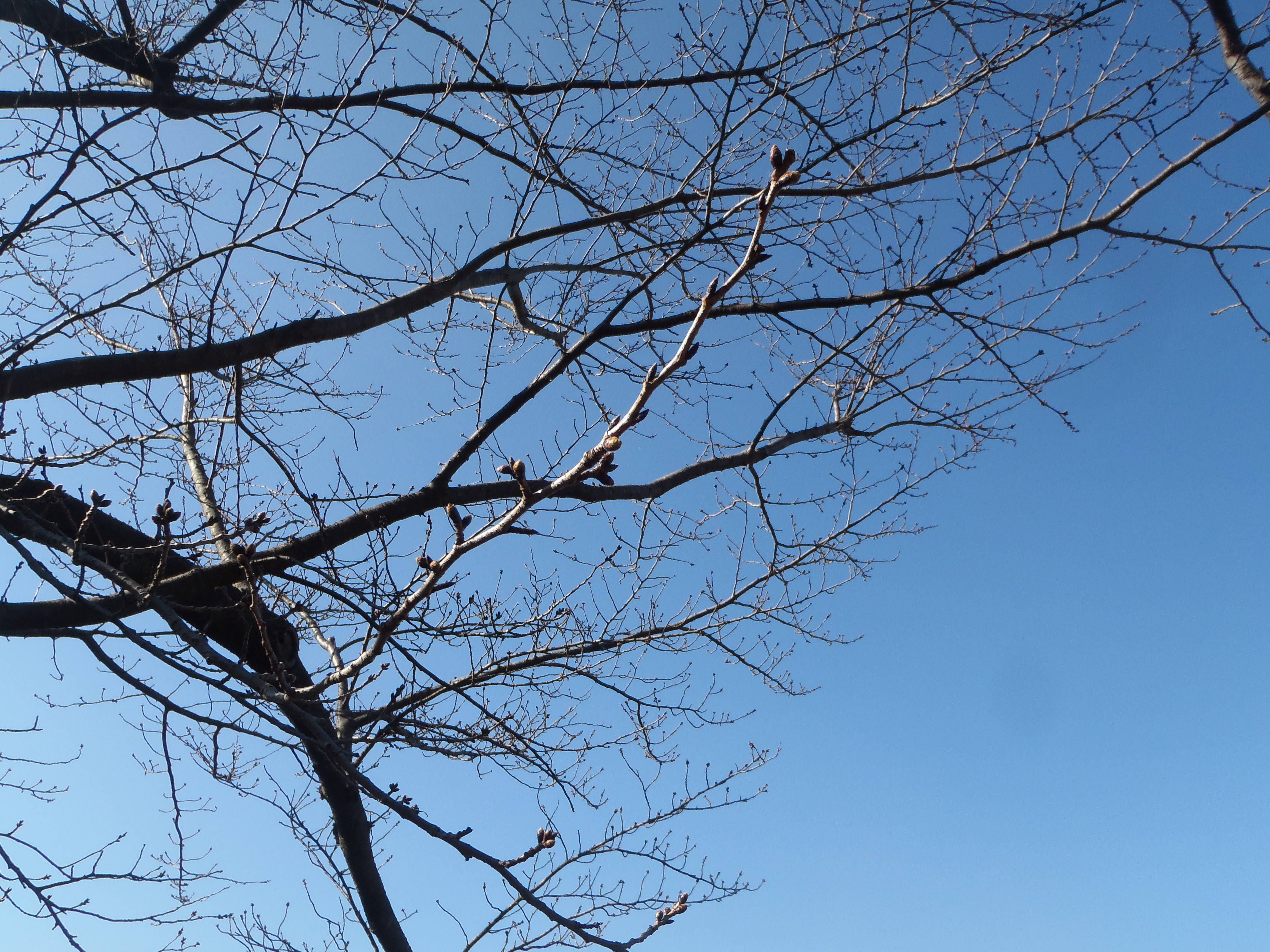 桜前線(№１)の写真