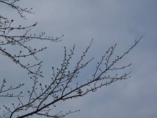 桜前線（№２）