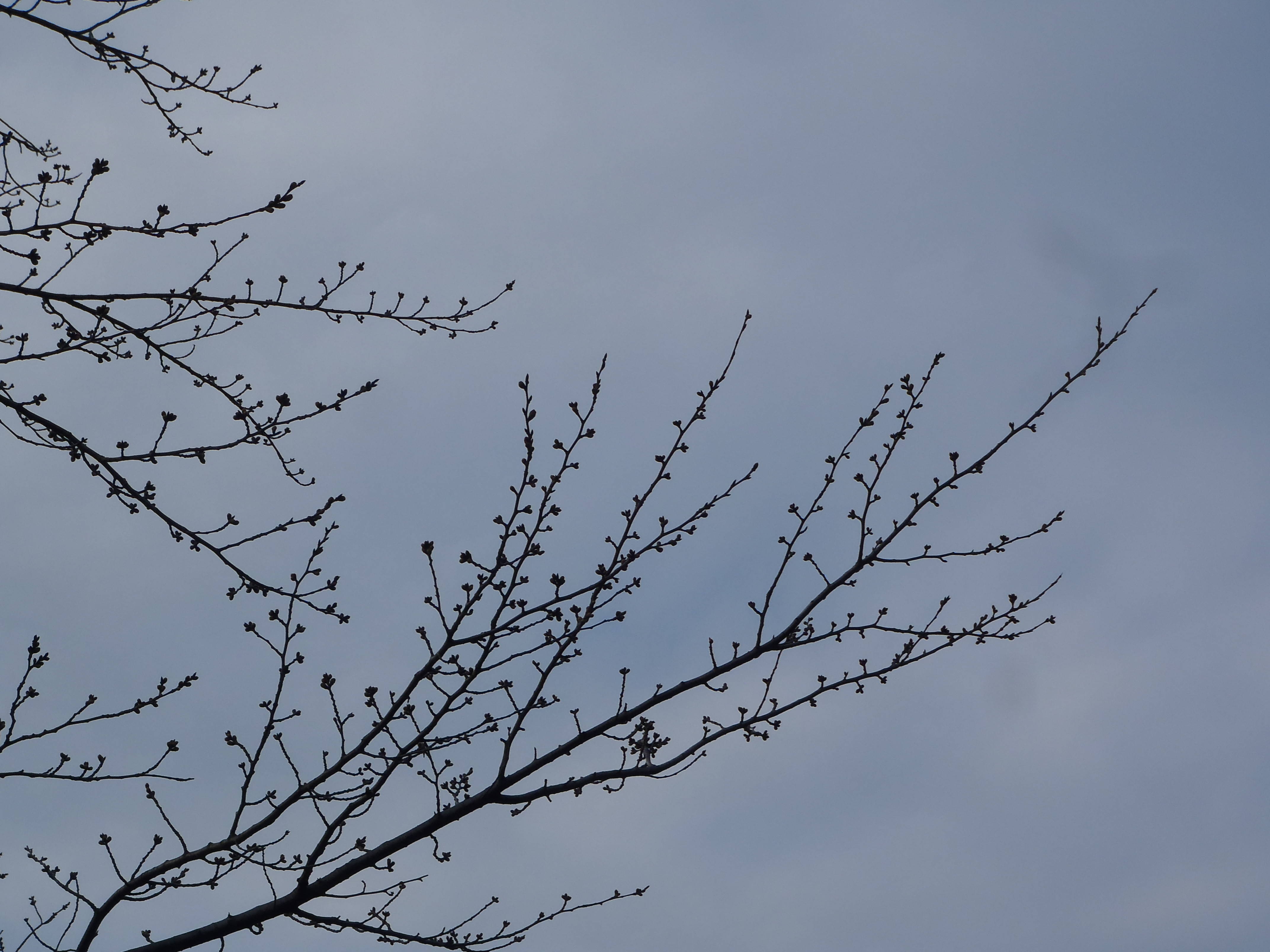 桜前線（№２）の写真