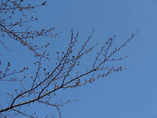 桜前線（№３）