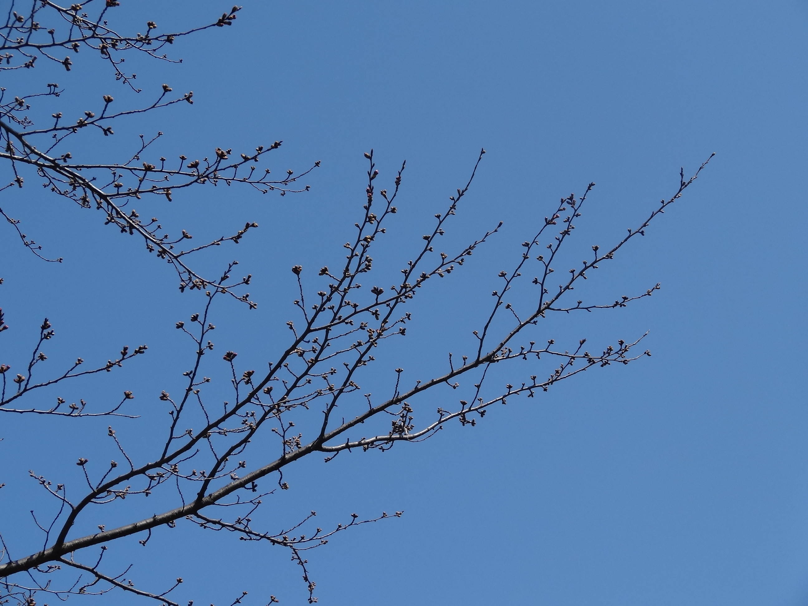 桜前線（№３）の写真