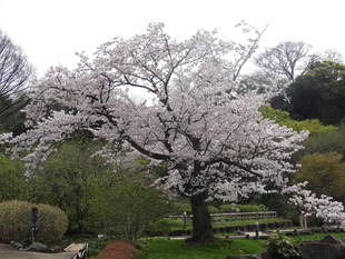 【予告】今年も桜の開花情報をお届けします