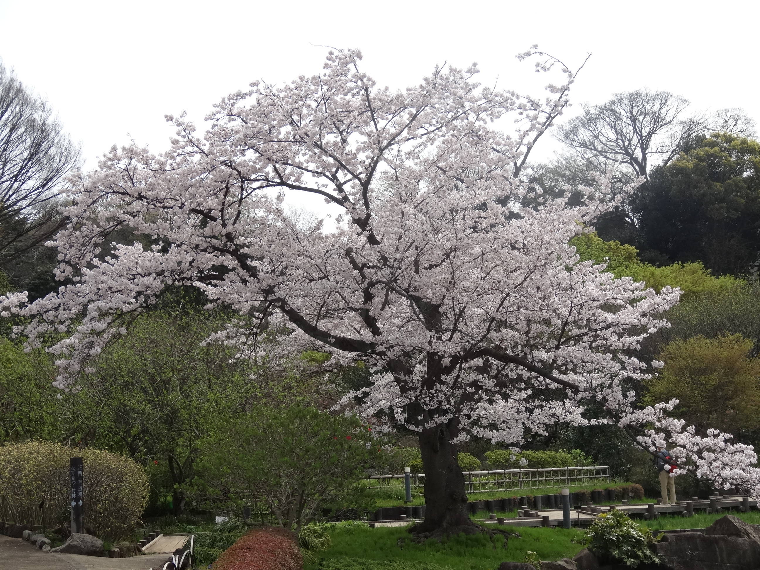 桜前線(№5)の写真