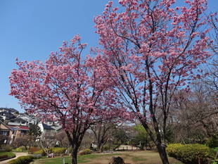 桜前線（№４）