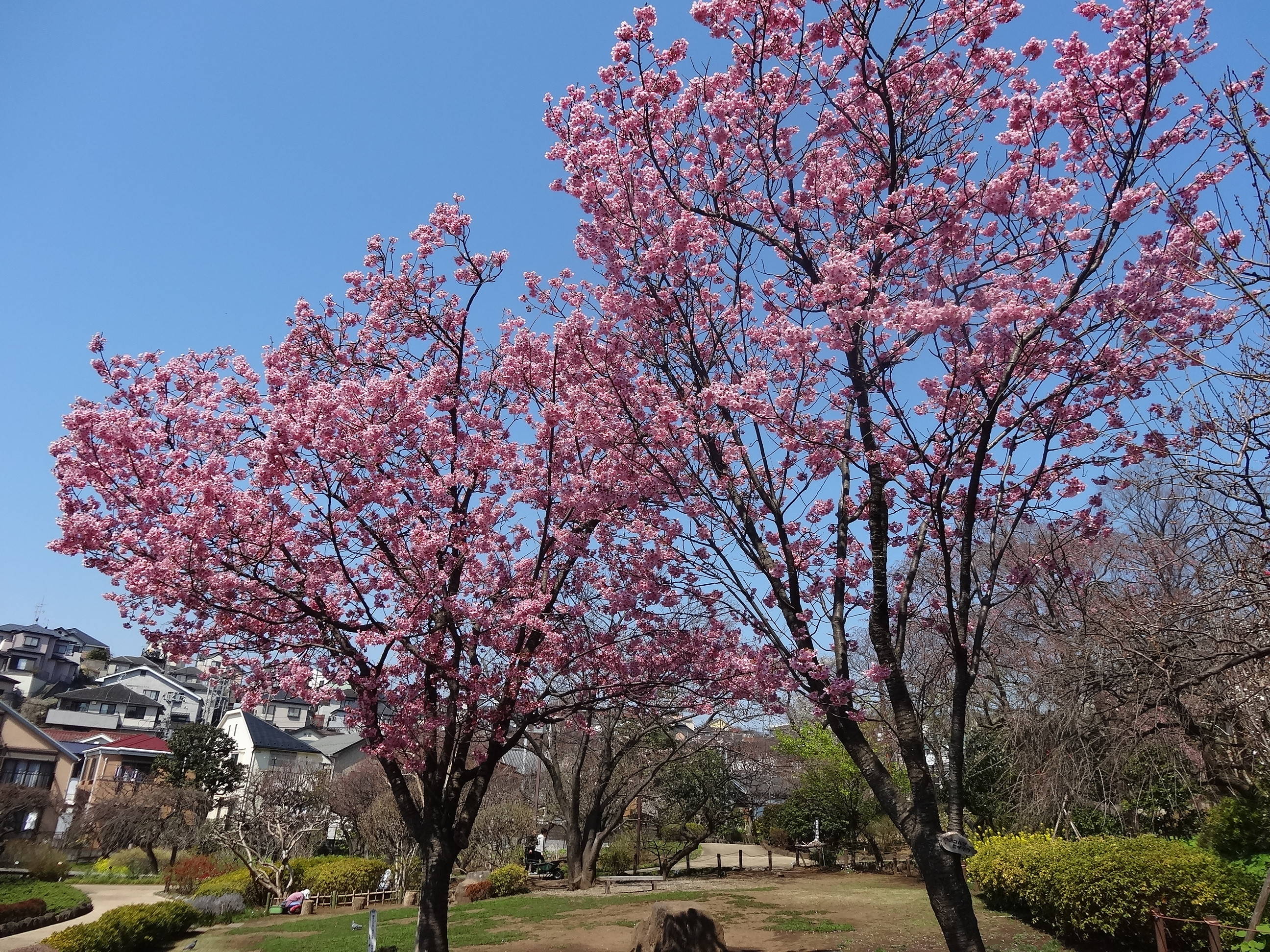 桜前線（№４）の写真