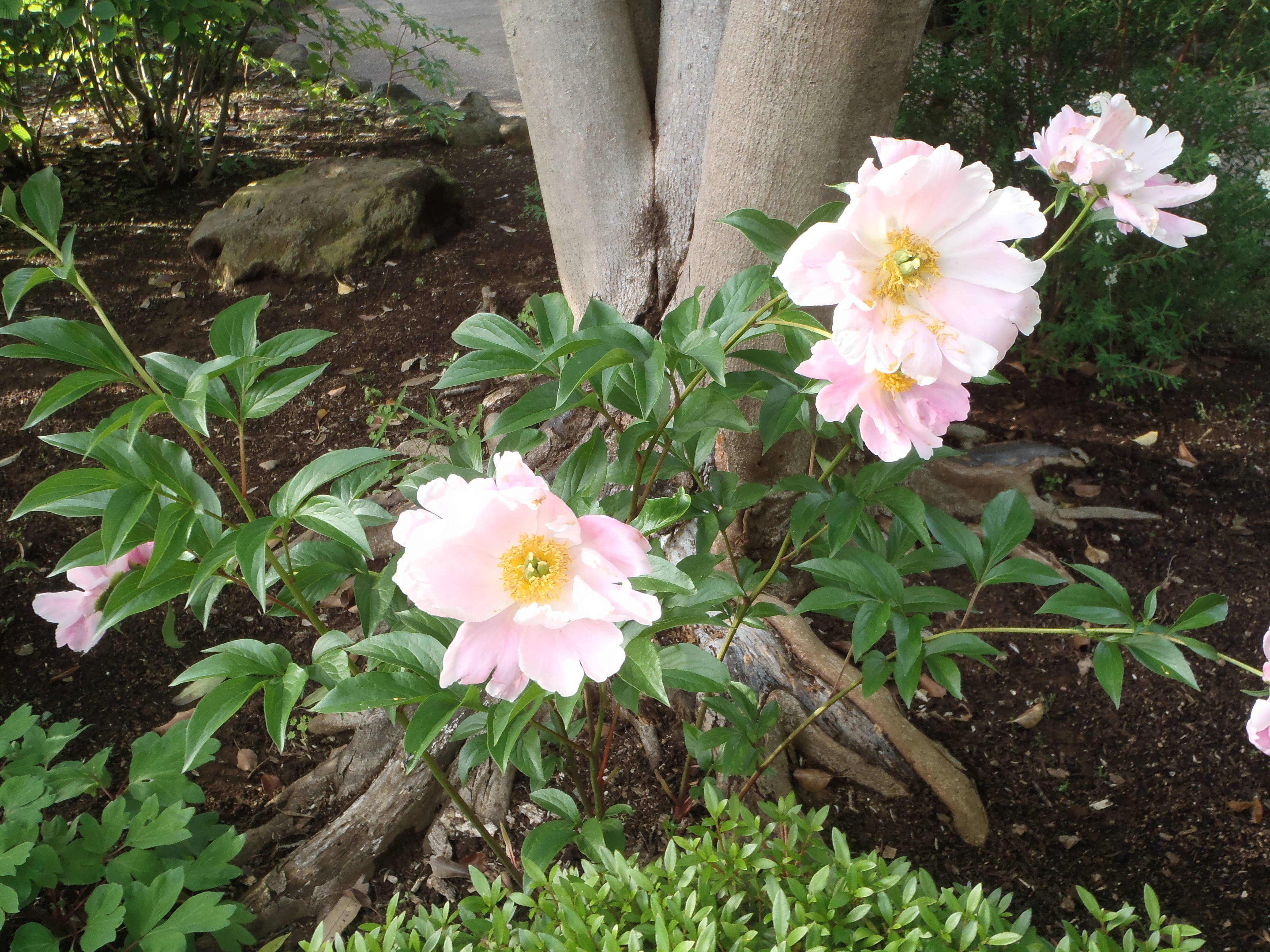 『シャクヤク』の写真