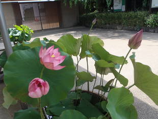 『ハスが咲いています』