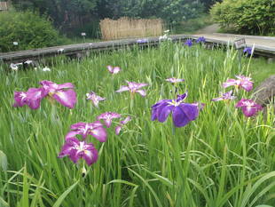 『ハナショウブ』